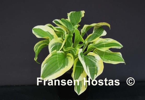 Hosta Lakeside Dimpled Darling